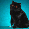 animatedfunhumourd9_20070526_1713757521.gif
