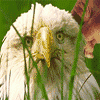 animatedfunhumournew27_20070526_2045363267.gif