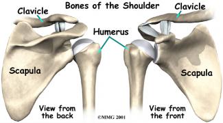 shoulder_arthroplasty_anatomy01.jpg