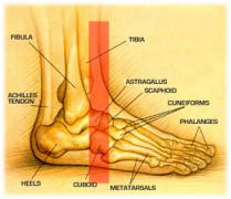 foot_anatomy1.jpg