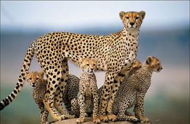 1228305951_4.national_geograpic.jpg