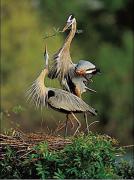 1228305978_18.national_geograpic.jpg