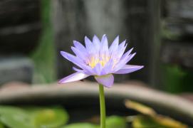 IMG_3601.JPG