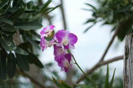 IMG_3603.JPG