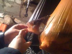 Picture 151.jpg