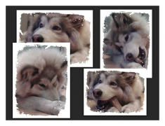 PicsArt1326476802956.png