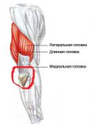 triceps.jpg
