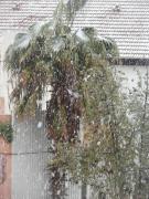 P1100375 - 10.01.2013.JPG