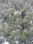 P1100383 - 10.01.2013.JPG