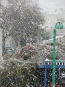 P1100376 - 10.01.2013.JPG