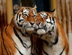 tigra.jpg