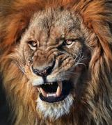 Lion1.jpg