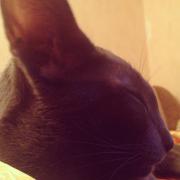 ImageUploadedByTapatalk1359316445.602410.jpg