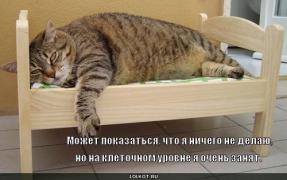na-kletochnom-urovne_1289190662.jpg