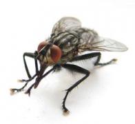 fly.jpg