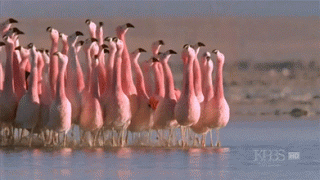 1391009524_1948310611.gif