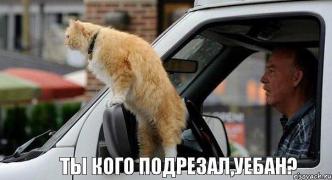 котэ.jpg