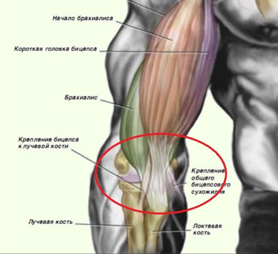 Бицепс брахиалис