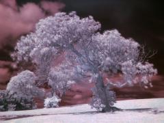 Tree_example_IR.jpg