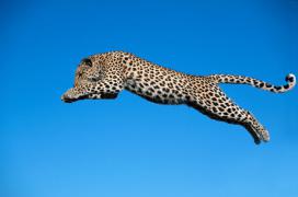 leapingLeopard.jpg