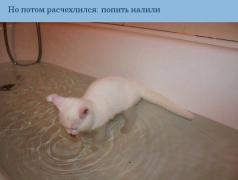 ImageUploadedByTapatalk1452368928.716342.jpg