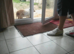 1453185858-bc78fd0f55e42ed7a0e9be4d1a4ee033.gif