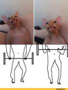 paint-котэ-Сфинкс-тренировка-2781585.jpeg
