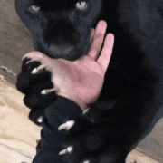1452838106-8315d23c807d614aa17e45b7c4c280ef.gif