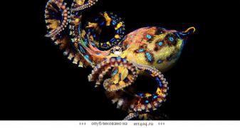 jadovitye-morskie-zhivotnye-osminog-foto-003.jpg