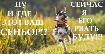 cvergshnaucer-karlikovyy.jpg