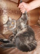 злой котэ.jpg