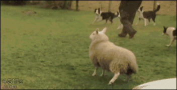 1453414788_gifs_08.gif