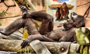 Monkey-Drinking-and-Smoking--66999.jpg
