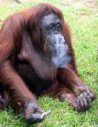 shirley-johor-bahru-malaysia.jpg