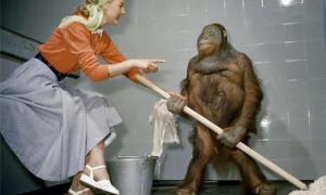 orangutang-s-mylom-zvezda-prosmotrov_1.jpeg