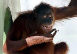 orangutan.jpeg.size.custom.crop.1086x761.jpg