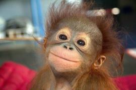 really-cute-baby-animals-girlydesignblog-1.jpg