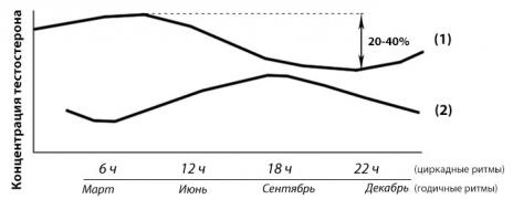 cirkadnye-i-godichnye-ritmy-sinteza-testosterona.jpg