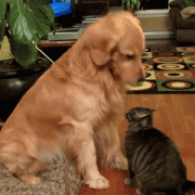 tumblr_oj5i7v9B5Q1tyncywo1_400.gif