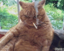 5846166_ed4f7.gif