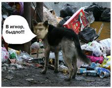 Псина.jpg