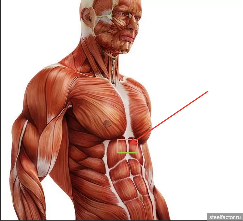 Каркас пресса. Мышцы человека. Анатомия мышц. Мышцы тела анатомия. Мышцы торса.