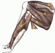 274px-Arm_muscles_back_numbers.png