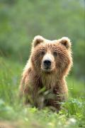 sweet_bear_4143.jpg