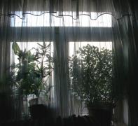 7755_007.jpg