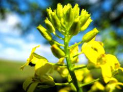 IMG_0533.jpg