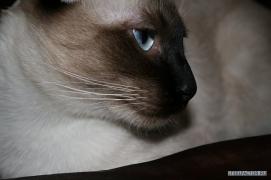 x_ba18a64a.jpg