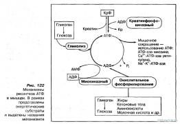 Ресинтез_АТФ.JPG