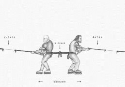 atfmetabolity60.gif