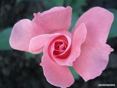 post_43421_1188809023.jpg